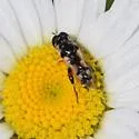 Syritta flaviventris - photo 4