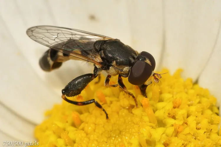 Syritta pipiens - photo 2