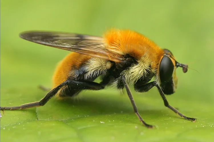 Hover Flies - photo 3