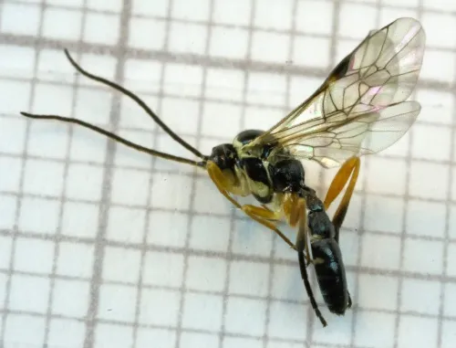 Syrphoctonus tarsatorius - Syrphoctonus tarsatorius