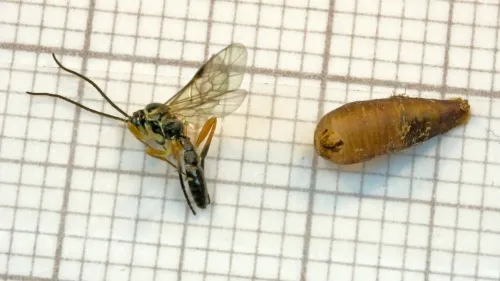 Syrphoctonus tarsatorius - photo 3