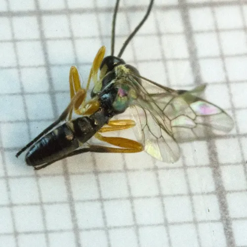 Syrphoctonus tarsatorius - photo 4