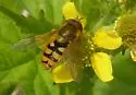 Syrphus attenuatus