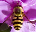 Syrphus knabi