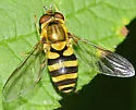 Syrphus knabi - photo 2