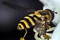 Syrphus knabi - photo 3