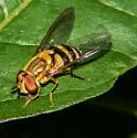 Syrphus knabi - photo 4