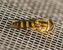 Syrphus knabi - photo 5
