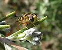 Syrphus opinator