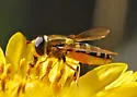 Syrphus opinator - photo 2