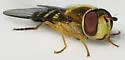 Syrphus opinator - photo 3