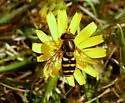 Syrphus opinator - photo 4