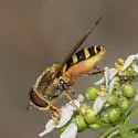 Syrphus opinator - photo 5