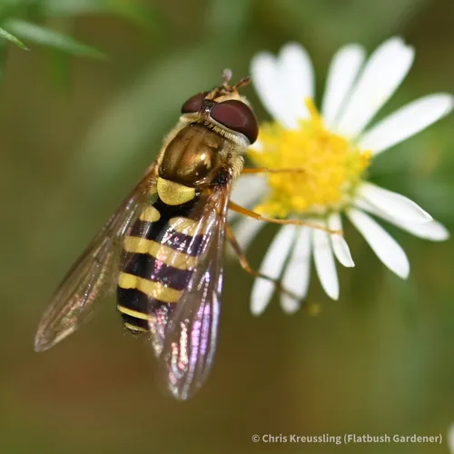 Syrphus rectus