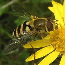 Syrphus vitripennis