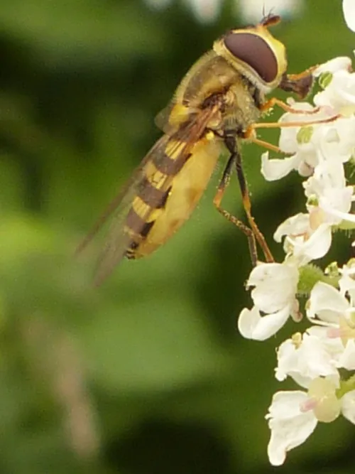 Syrphus vitripennis - photo 2