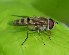 Syrphus vitripennis - photo 3