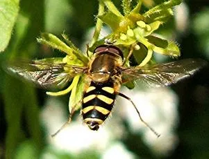 Syrphus vitripennis - photo 4