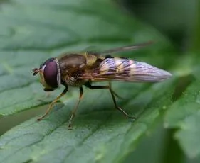 Syrphus vitripennis - photo 5