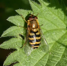 Syrphus vitripennis - photo 6