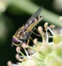 Syrphus vitripennis - photo 7