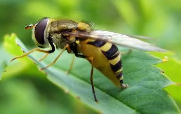 Syrphus vitripennis - photo 8