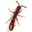 Syscia augustae - Syscia augustae