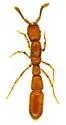 Syscia quisquilius