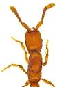 Syscia quisquilius - photo 2