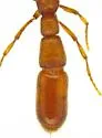 Syscia quisquilius - photo 3