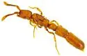 Syscia quisquilius - photo 4