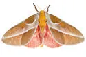 White-lined Royal Moth - Hodges#7714