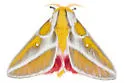White-lined Royal Moth - Hodges#7714 - photo 4