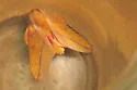 Bisected Honey Locust Moth - Hodges#7712