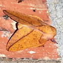 Bisected Honey Locust Moth - Hodges#7712 - photo 2