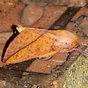 Bisected Honey Locust Moth - Hodges#7712 - photo 3