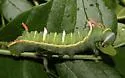 Bisected Honey Locust Moth - Hodges#7712 - photo 4