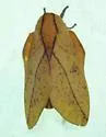 Bisected Honey Locust Moth - Hodges#7712 - photo 5
