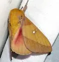 Sphingicampa blanchardi - Hodges#7713