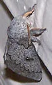 Heiligbrodt's Mesquite Moth - Hodges#7710
