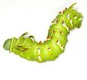Heiligbrodt's Mesquite Moth - Hodges#7710 - photo 2