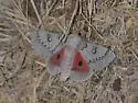 Heiligbrodt's Mesquite Moth - Hodges#7710 - photo 4