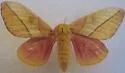 Syssphinx montana - Hodges#7713.1