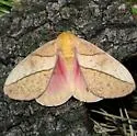 Syssphinx montana - Hodges#7713.1 - photo 2