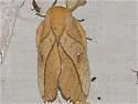 Syssphinx montana - Hodges#7713.1 - photo 3