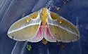 Syssphinx raspa - Hodges#7714.1