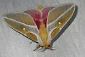 Syssphinx raspa - Hodges#7714.1 - photo 2