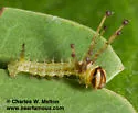 Syssphinx raspa - Hodges#7714.1 - photo 4