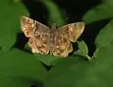 Texas Powdered-Skipper - Hodges#3937 - photo 4