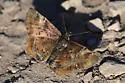 Texas Powdered-Skipper - Hodges#3937 - photo 5